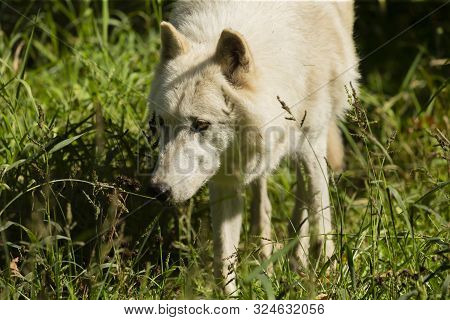 Grey Wolf, Timber Wolf,canis Lupus .  Wild White Timber Wolf. Scene From Natural Wildlife Environmen