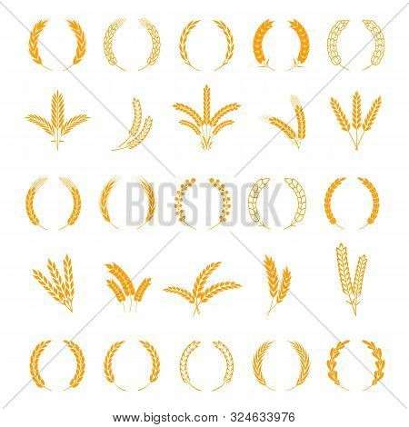 Wheat And Rye Ears. Harvest Barley Grain, Growth Rice Stalk. Field Cereal Icons Set. Wreath Spikes A