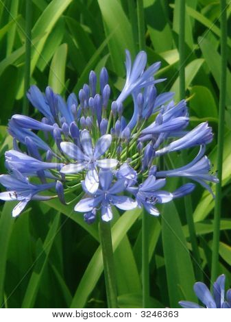 Blue Flower - Caribbean Lily - Scilla Peruviana