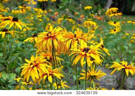 Yellow Echinacea Flower On Green Nature Background, Close Up. Patch Of Coneflower In Summers Meadow.