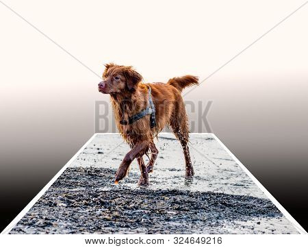 Happy Brown Dog Running On The Beach Cut Our For 3d Polaroid Style With Gradient Background