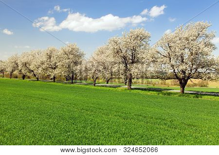 Road And Alley Of Flowering Cherry Trees In Latin Prunus Cerasus With Beautiful Sky. White Colored F