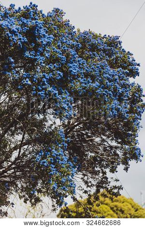 Blue Pacific 