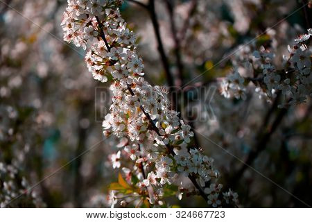 Blooming Cherry Tree In The Garden. Cherry Flowers Close Up.
A Bouquet Flowers. Floral Collage. Flow