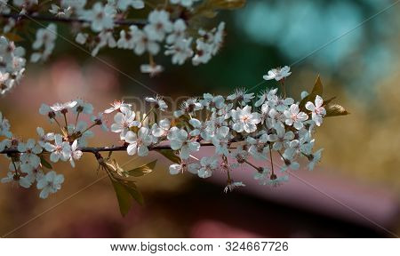 Blooming Cherry Tree In The Garden. Cherry Flowers Close Up.
A Bouquet Flowers. Floral Collage. Flow