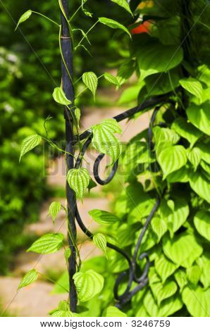 Révy na tepané železo Arbor
