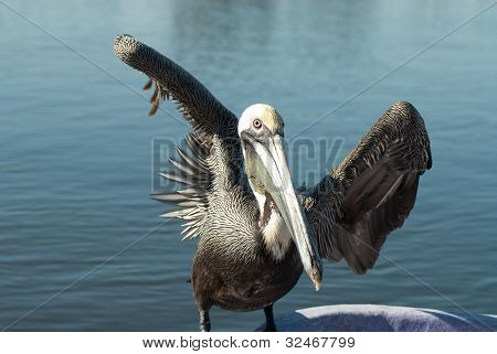 Pelican