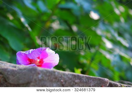 Flower On A Stone On A Background Of Green Trees