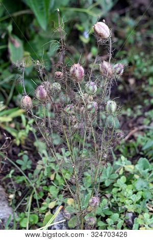 Bunch Of Black Cumin Or Nigella Sativa Or Black Caraway Or Nigella Or Roman Coriander Or Kalojeere O