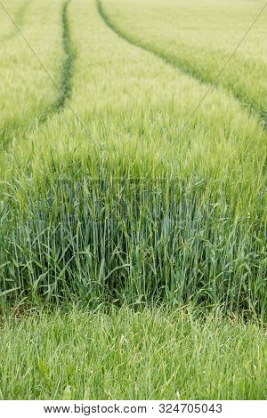 Big Grainfields In The Middle Of The German Countryside