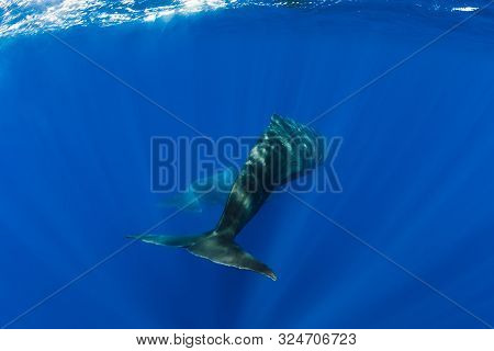 Sperm Whales Dive In Blue Ocean, Mauritius. Tails Of Whales