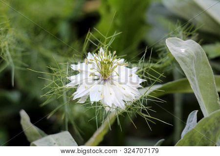 Single Black Cumin Or Nigella Sativa Or Black Caraway Or Nigella Or Roman Coriander Or Kalojeere Or 