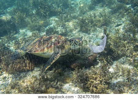 Sea Turtle And Plastic Bag. Ecological Problem Photo. Marine Green Turtle Near Plastic Underwater Ph