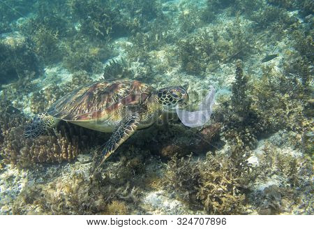 Sea Turtle And Plastic Bag. Ecology Problem Photo. Marine Green Turtle Eat Plastic Underwater Photo.