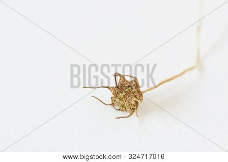 Close-up View Of Wither Dorstenia Cactus Flower