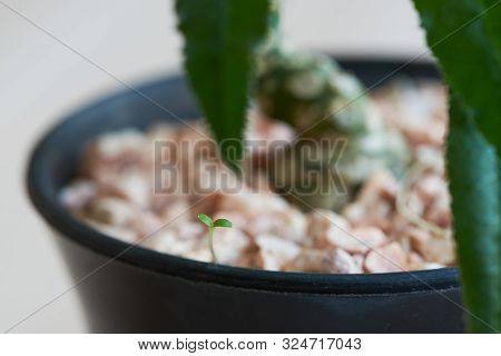 Close-up View Of Beautiful Young Dorstenia Cactus Flower