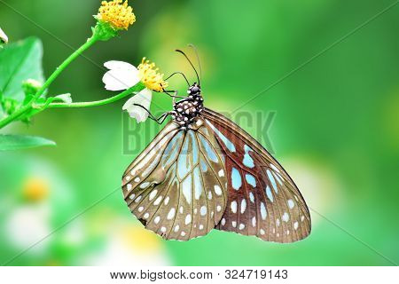 Close Up Details Of Butterflies, (ideopsis Juventa) Brown Butterflies On Flowers Against A Blur Back