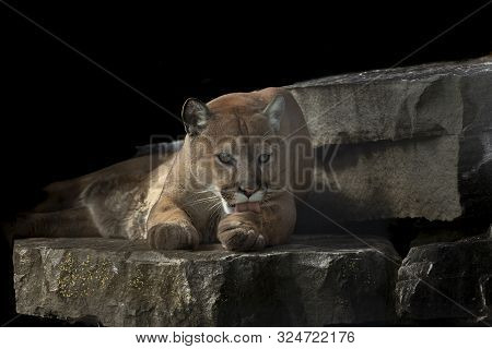 Wild Cougar Puma Concolor, Native American Animal  Known As Puma, Mountain Lion, Red Tiger Or Catamo