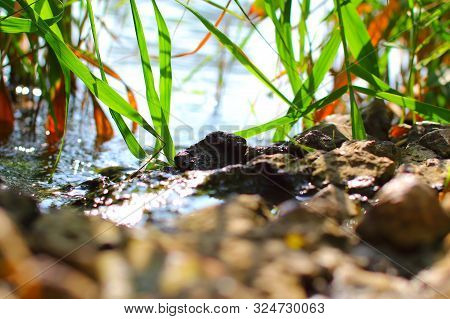 Stones And Grass On The Background Of The River, Macro. Sunlight And Glare