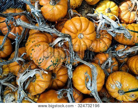 Several Small To Medium Sized Orange Pumpkins Are Display At A Farmers Market Produce Stand At Fall 