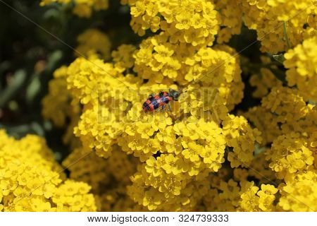 Bee Beetle On Blossoming Sweet Alison In The Spring