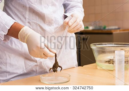 Obtaining Of Amphibian Skin Gland Secretions.
Investigation Of Bioactive Compounds Isolated From Com