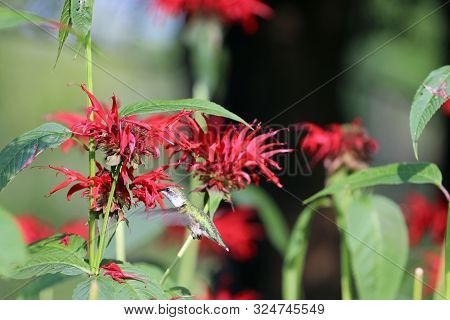 A Hummingbird Feeding On The Red Bee Balm Flower.