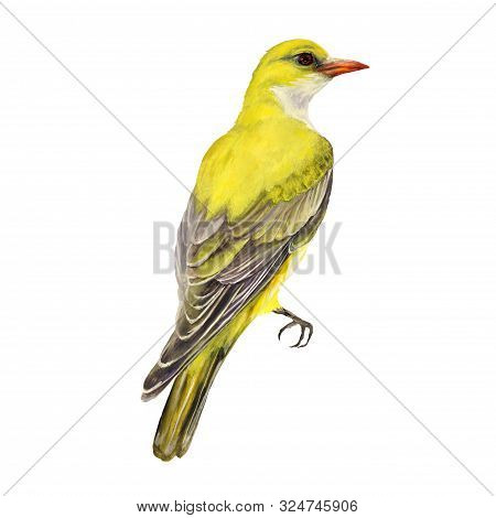 Oriole, Yellow Bird, Watercolor Illustration Isolated On White Background