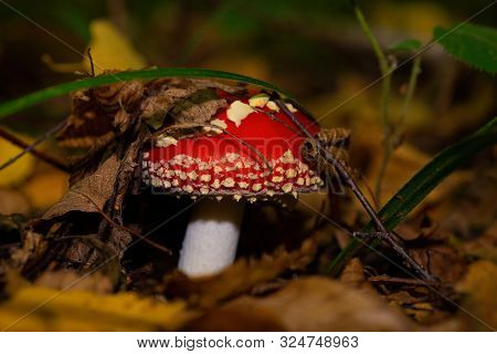 Red Stipe Mushroom.young Fly Agaric Under A Blade Of Grass Among Autumn Foliage