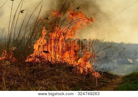 Coastal Zone Of Marsh Creek, Strong Smoke From Fire Of Liana Overgrowth. Spring Fires Of Dry Reeds D