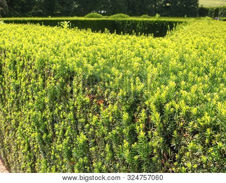 Hedge In Old Castle Garden Cut As Labyrinth. Fresh Green Buxus Leaves In The Garden. Buxus Sempervir