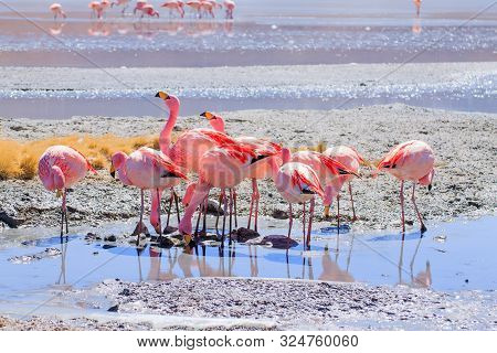 Laguna Hedionda Flamingos, Bolivia.  Andean Wildlife. Bolivian Lagoon