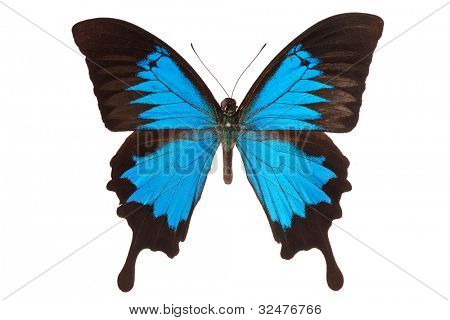 Farfalla di Ulisse Papilio isolata on white background