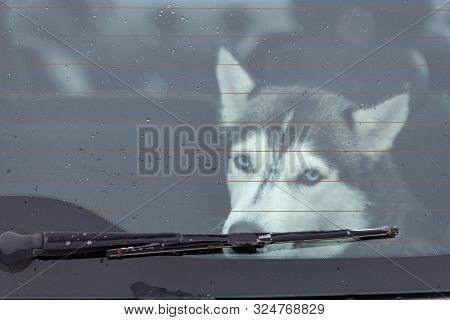 Sad And Funny Siberian Husky Dog In Car, Cute Pet. Dog Waiting For Walking Before Sled Dog Training 