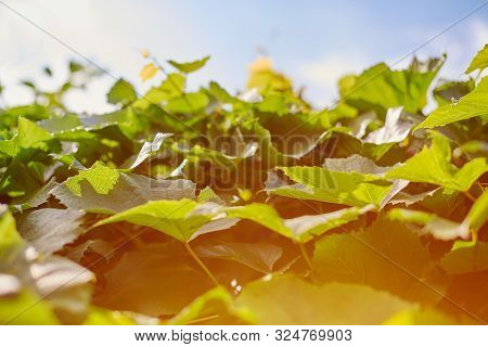 Grape Leaves In Vineyard. Green Vine Leaves At Sunny September Day. Soon Autumn Harvest Of Grapes Fo