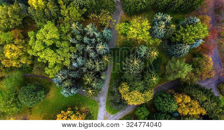 Spruce Tops With Paths In Autumn Park, The View From The Drone