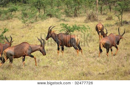 Fælles Tsessebe i Uganda