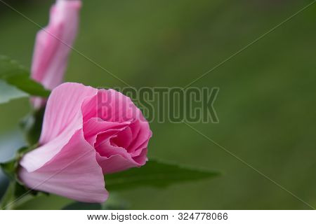 Delicate Flower Of A Laather On A Blurry Background. Delicate Pink Color.
