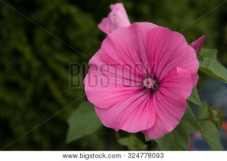 Delicate Flower Of A Laather On A Blurry Background. Delicate Pink Color.