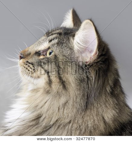 Retrato de gato bosque de Noruega