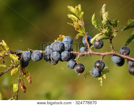 Mature Ternary Fruit (prunus Spinosa L.) Close-up