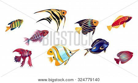 Coral Reef Fish Set. Vector Illustration In The Flat Cartoon Style