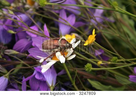 blumenstrauss