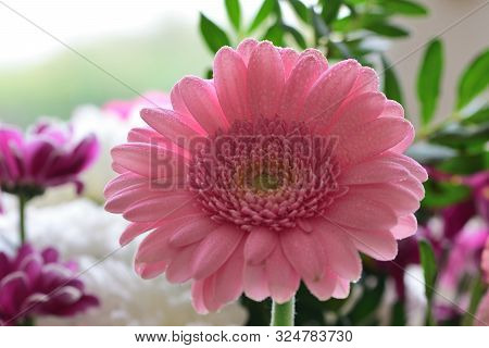 Close Up Of A Pink Gerbera Flower In Bloom