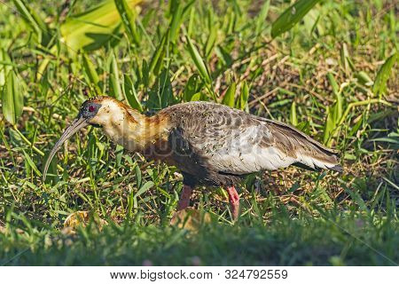 A Buff Necked Ibis Covered In Seeds In A Wetland In The Pantanal In Brazil