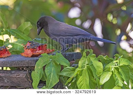 Giant Cowbird Feeding On A Mango In The Pantnal In Brazil
