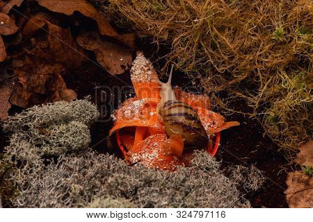 Snail Archachatina Marginata Var. Ovum In The Terrarium. Carrots Sprinkled With Chalk Calcium And Pr