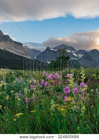 Low Angle Of Sticky Geraniums In Field Of Wildflowers