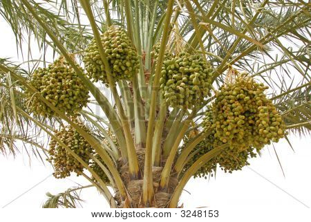 Termine-palm
