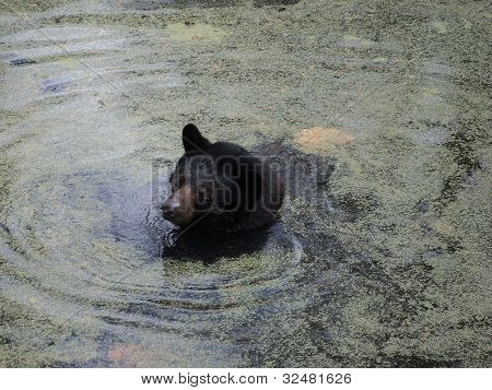 Orso di nuoto